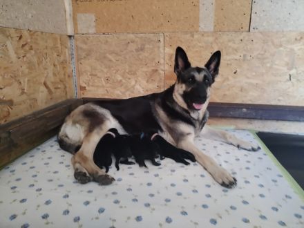 Osteuropäischer Schäferhund