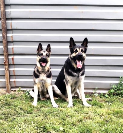 Osteuropäischer Schäferhund