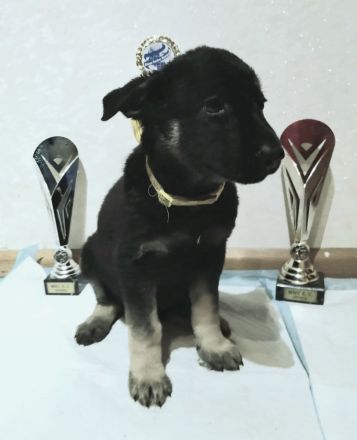 Osteuropäischer Schäferhund