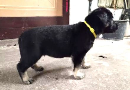 Osteuropäischer Schäferhund