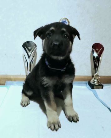 Osteuropäischer Schäferhund