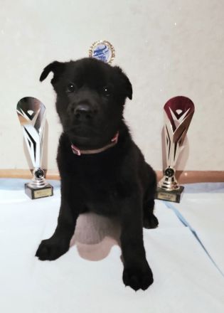 Osteuropäischer Schäferhund