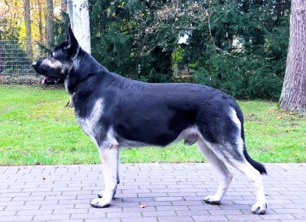 Osteuropäischer Schäferhund
