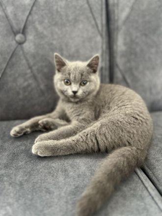 BKH Katze (Britisch Kurzhaar)