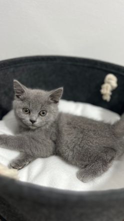 BKH Katze (Britisch Kurzhaar)