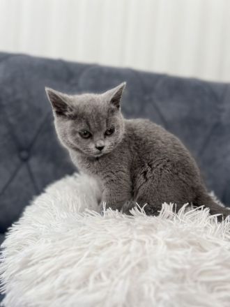 BKH Katze (Britisch Kurzhaar)