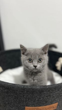 BKH Katze (Britisch Kurzhaar)