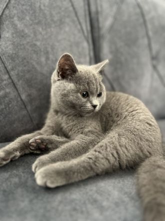 BKH Katze (Britisch Kurzhaar)