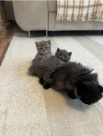 Britische Kurzhaar Katze