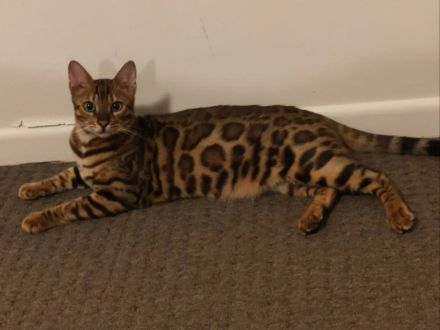Bengalkatze Mädchen 1jahr alt