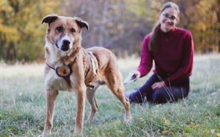 wunderschöner Fox sucht ein  liebevolles Zuhause