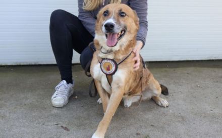 wunderschöner Fox sucht ein  liebevolles Zuhause