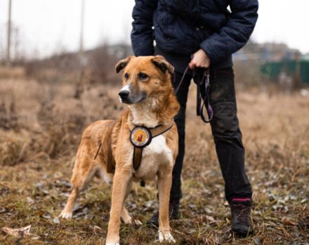 wunderschöner Fox sucht ein  liebevolles Zuhause