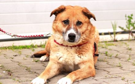 wunderschöner Fox sucht ein  liebevolles Zuhause