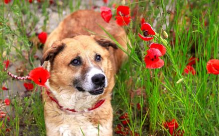 wunderschöner Fox sucht ein  liebevolles Zuhause
