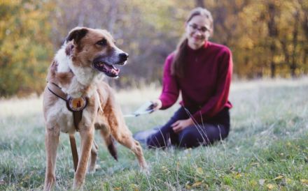 wunderschöner Fox sucht ein  liebevolles Zuhause