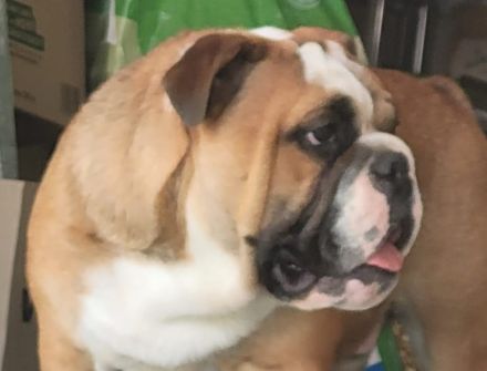 English Bulldog Deckrüde
