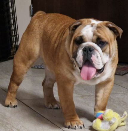 English Bulldog Deckrüde