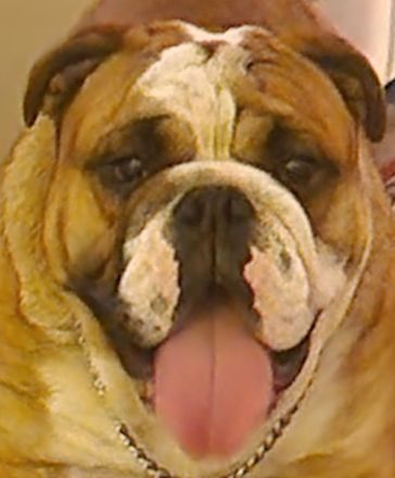 English Bulldog Deckrüde