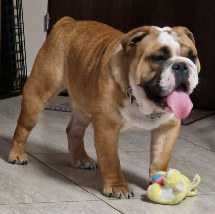 English Bulldog Deckrüde