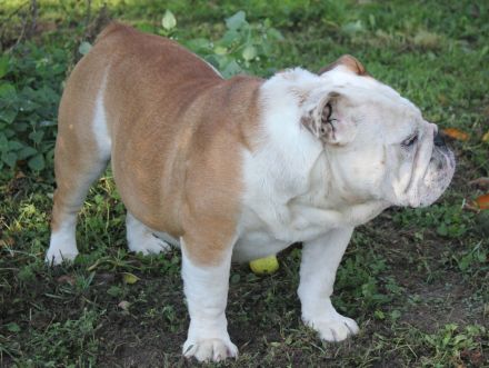 English Bulldog Deckrüde