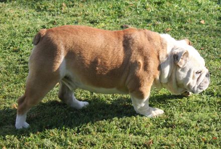 English Bulldog Deckrüde