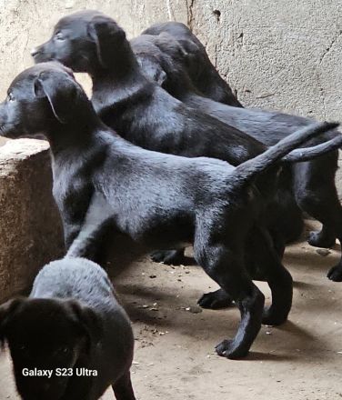 Labrador Welpen