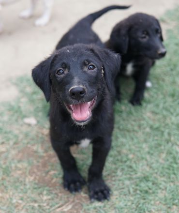 Taco Junior & Rudolph, geb. ca. 05/2024, lebt in GRIECHENLAND, auf einer privaten Pflegestelle