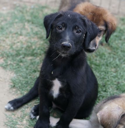 Taco Junior & Rudolph, geb. ca. 05/2024, lebt in GRIECHENLAND, auf einer privaten Pflegestelle