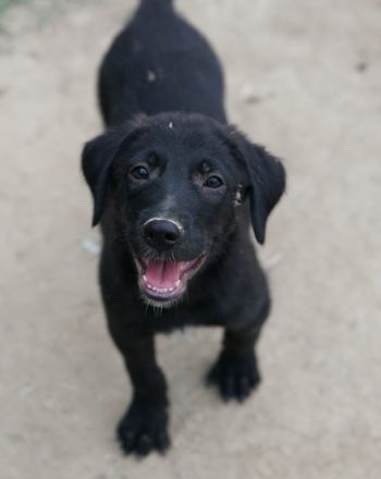 Taco Junior & Rudolph, geb. ca. 05/2024, lebt in GRIECHENLAND, auf einer privaten Pflegestelle