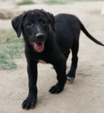 Taco Junior & Rudolph, geb. ca. 05/2024, lebt in GRIECHENLAND, auf einer privaten Pflegestelle