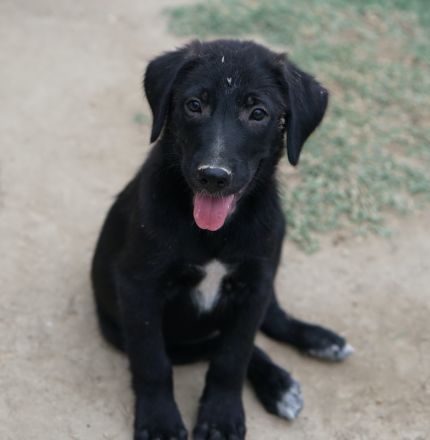 Taco Junior & Rudolph, geb. ca. 05/2024, lebt in GRIECHENLAND, auf einer privaten Pflegestelle