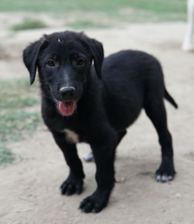 Taco Junior & Rudolph, geb. ca. 05/2024, lebt in GRIECHENLAND, auf einer privaten Pflegestelle