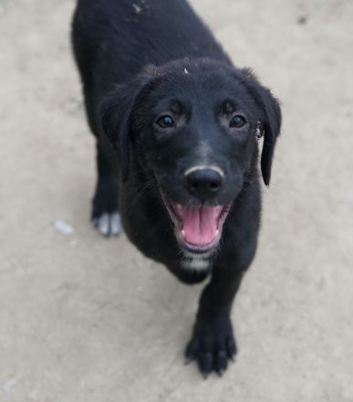 Taco Junior & Rudolph, geb. ca. 05/2024, lebt in GRIECHENLAND, auf einer privaten Pflegestelle