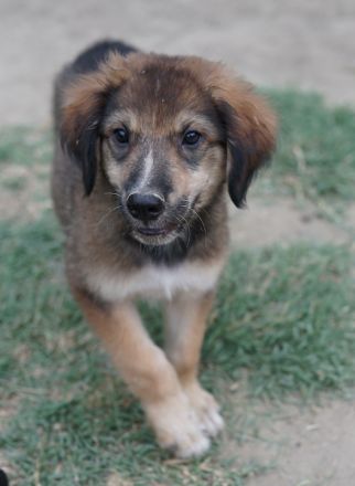 Taco Junior & Rudolph, geb. ca. 05/2024, lebt in GRIECHENLAND, auf einer privaten Pflegestelle