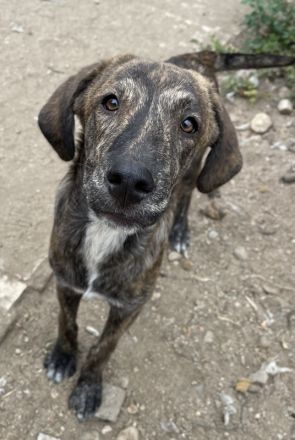 Petri, geb. ca. 04/2024, lebt in GRIECHENLAND, auf Gelände mit notdürftiger Versorgung