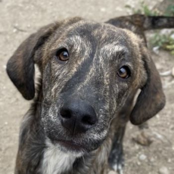 Petri, geb. ca. 04/2024, lebt in GRIECHENLAND, auf Gelände mit notdürftiger Versorgung