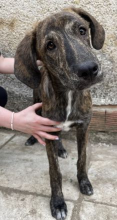 Petri, geb. ca. 04/2024, lebt in GRIECHENLAND, auf Gelände mit notdürftiger Versorgung