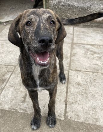 Petri, geb. ca. 04/2024, lebt in GRIECHENLAND, auf Gelände mit notdürftiger Versorgung