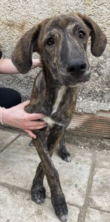 Petri, geb. ca. 04/2024, lebt in GRIECHENLAND, auf Gelände mit notdürftiger Versorgung