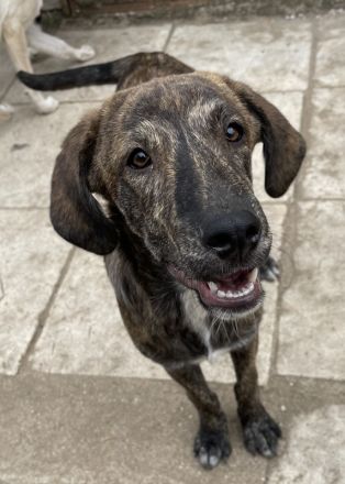 Petri, geb. ca. 04/2024, lebt in GRIECHENLAND, auf Gelände mit notdürftiger Versorgung