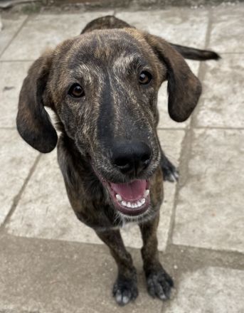 Petri, geb. ca. 04/2024, lebt in GRIECHENLAND, auf Gelände mit notdürftiger Versorgung