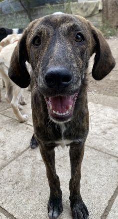 Petri, geb. ca. 04/2024, lebt in GRIECHENLAND, auf Gelände mit notdürftiger Versorgung