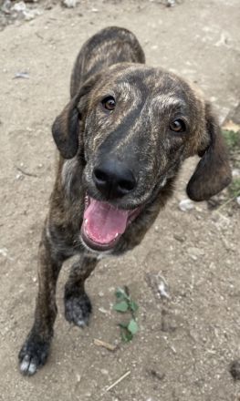 Petri, geb. ca. 04/2024, lebt in GRIECHENLAND, auf Gelände mit notdürftiger Versorgung