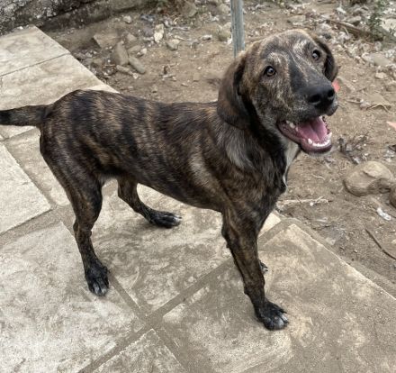 Petri, geb. ca. 04/2024, lebt in GRIECHENLAND, auf Gelände mit notdürftiger Versorgung