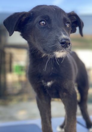 Indra, Emori & Lexy, geb. ca. 08/2024, leben in GRIECHENLAND, auf einer privaten Pflegestelle