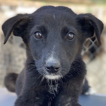 Indra, Emori & Lexy, geb. ca. 08/2024, leben in GRIECHENLAND, auf einer privaten Pflegestelle