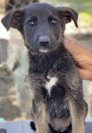 Indra, Emori & Lexy, geb. ca. 08/2024, leben in GRIECHENLAND, auf einer privaten Pflegestelle