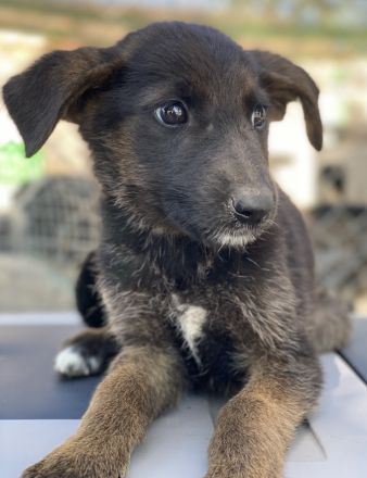 Indra, Emori & Lexy, geb. ca. 08/2024, leben in GRIECHENLAND, auf einer privaten Pflegestelle