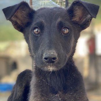 Indra, Emori & Lexy, geb. ca. 08/2024, leben in GRIECHENLAND, auf einer privaten Pflegestelle